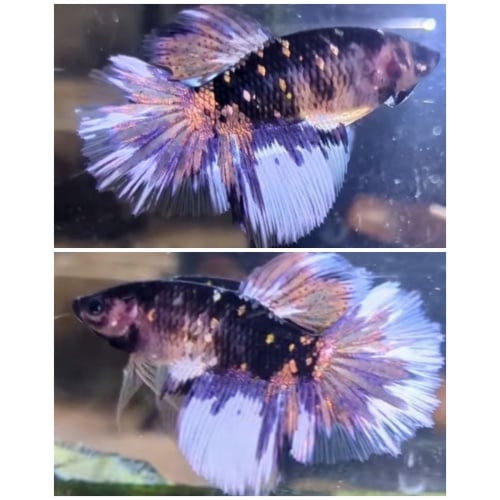 Female Avatar Copper