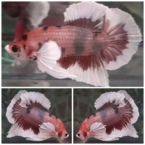 Fancy Big Ears