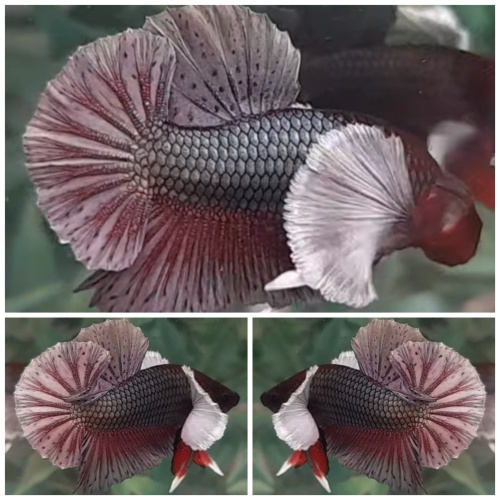 Dumbo Copper