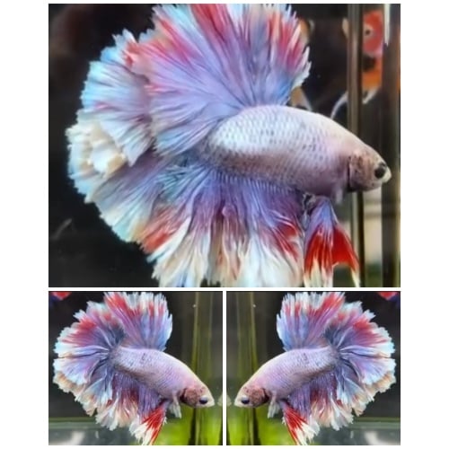 King Rosetail