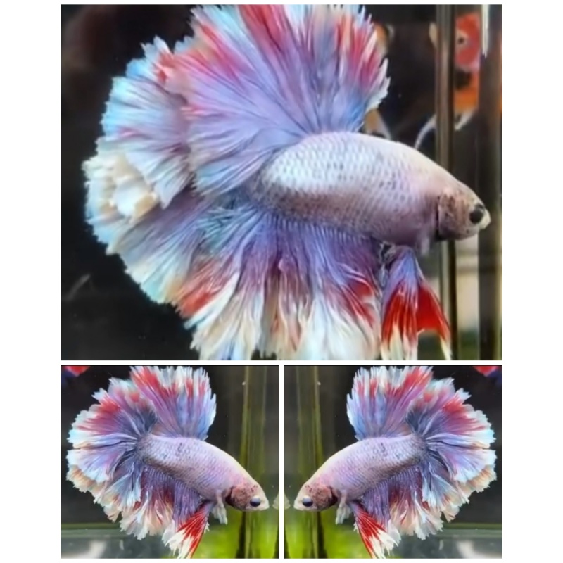 King Rosetail