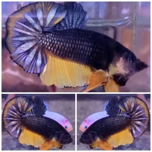 Yellow Copper