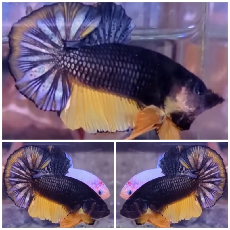 Yellow Copper