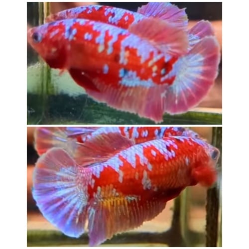 Female Red Gold Galaxy