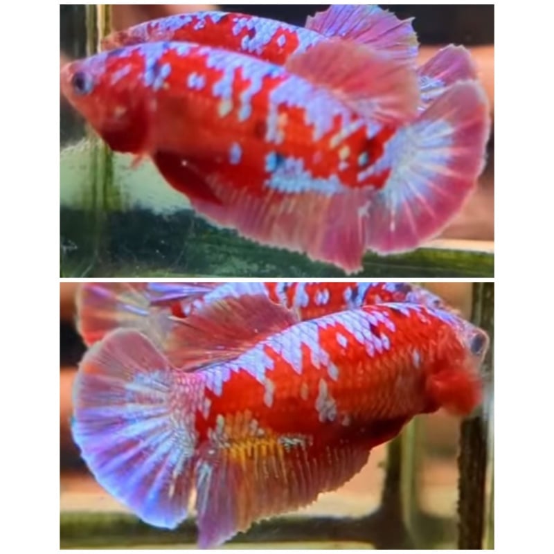 Female Red Gold Galaxy