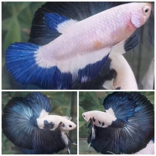 Pair Blue Rim