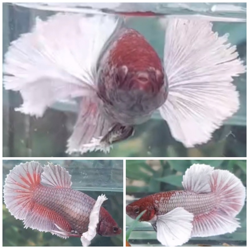 Pair Dumbo Ears