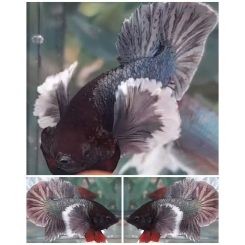 Dumbo Copper