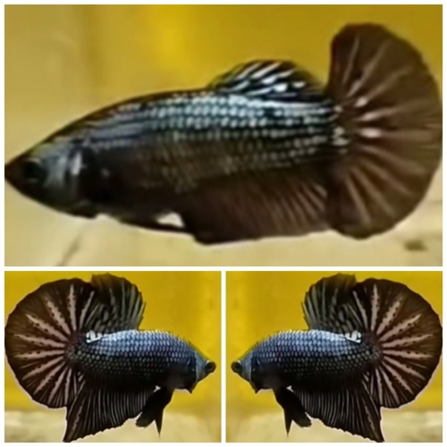 Pair Black Copper HMPK