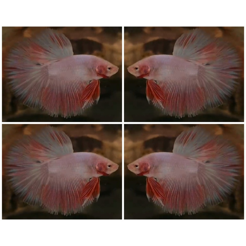 Pink Sakura
