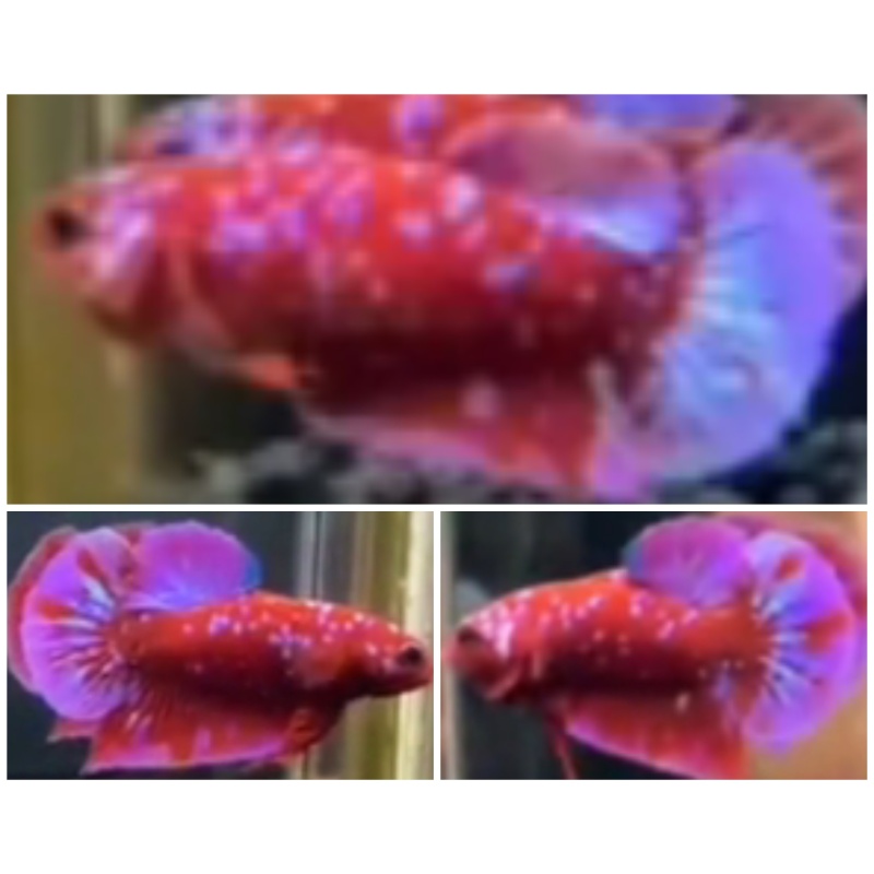 Pair Red Purple Galaxy