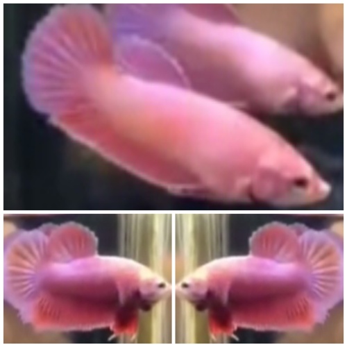 Pair Pink Aurora