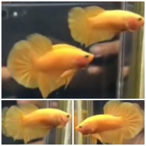 Pair Yellow HMPK
