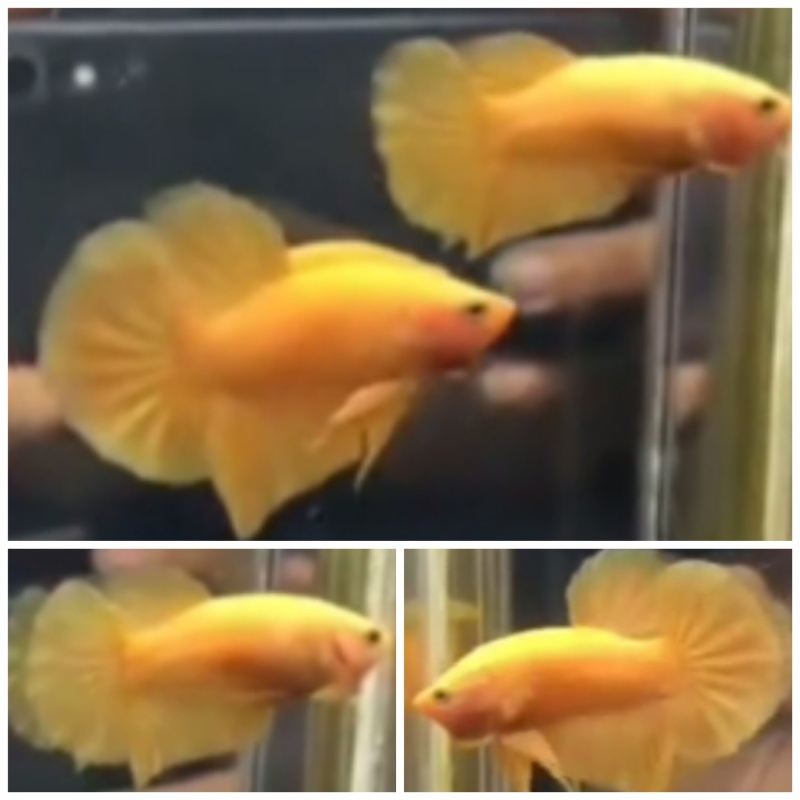 Pair Yellow HMPK