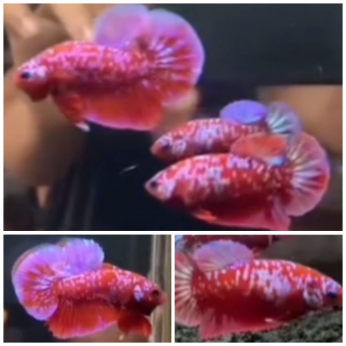 Pair Red Purple Galaxy