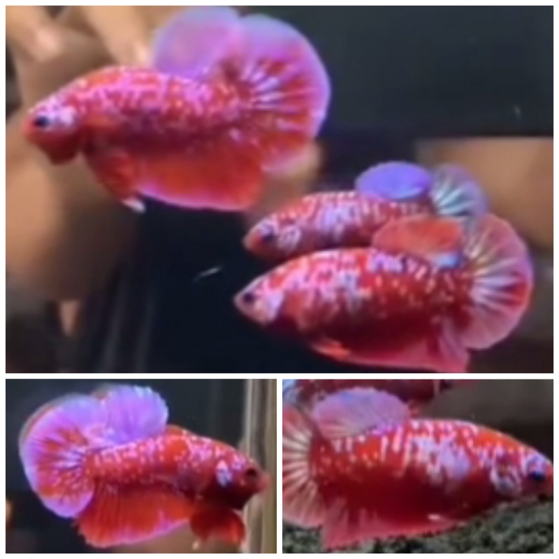 Pair Red Purple Galaxy