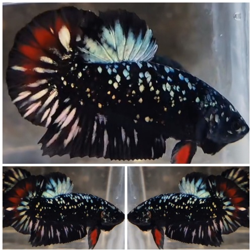 Avatar Copper