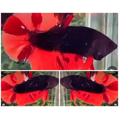 Black Fire