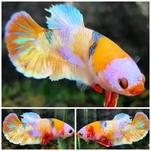 Lovely Female