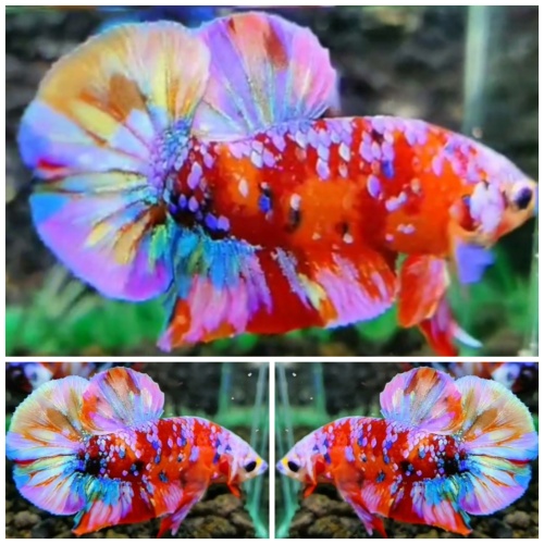 Rainbow Galaxy