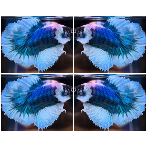 Blue Butterfly Big Ears