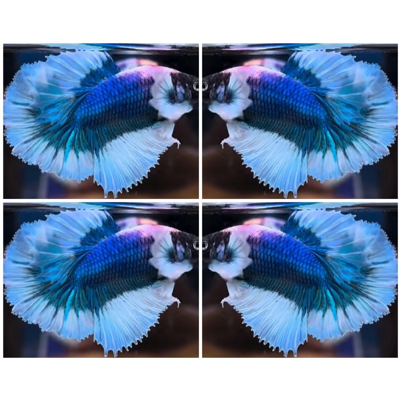 Blue Butterfly Big Ears