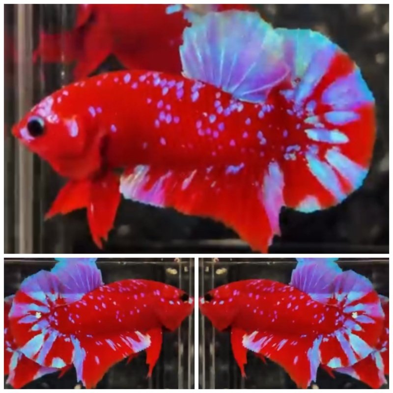 Red Purple Galaxy #1