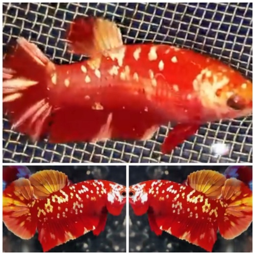 Pair Red Gold Galaxy