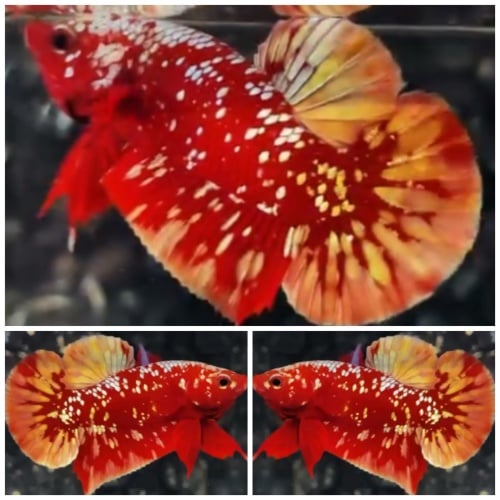 Best Red Gold Galaxy