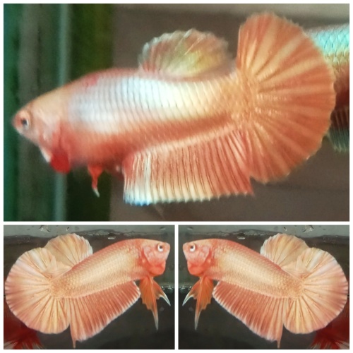 Pair Super Gold