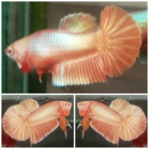 Pair Super Gold