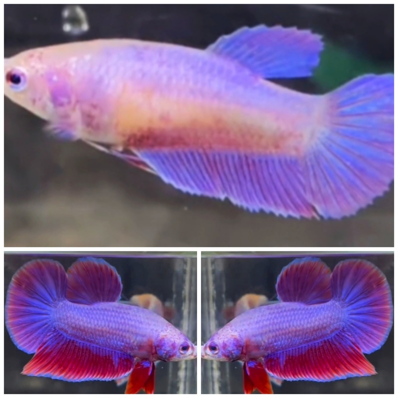 Pair Purple Aurora