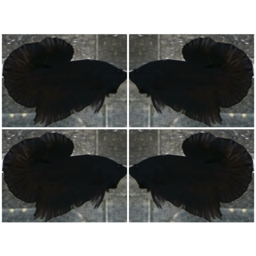 Nice Black