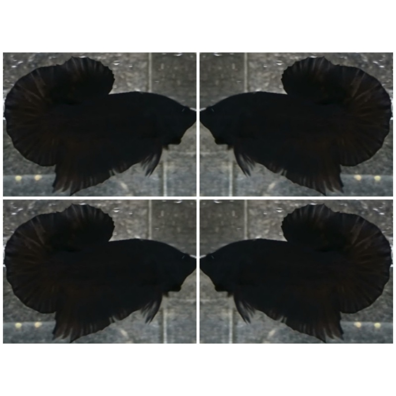 Nice Black