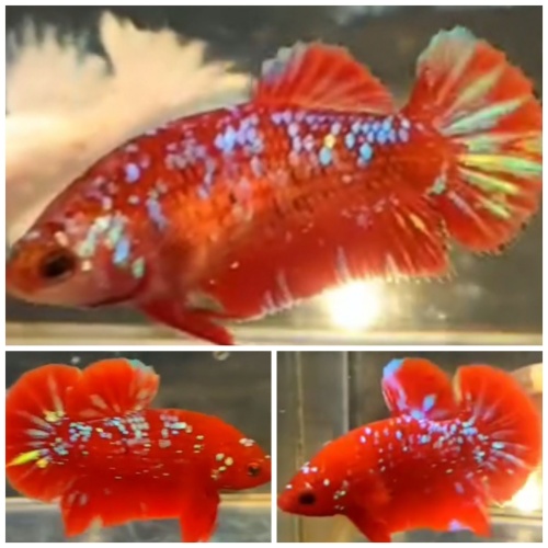 Pair Red Glitter