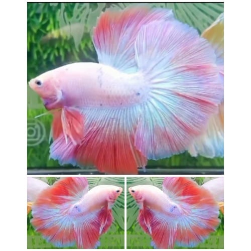 Pink Shimmer