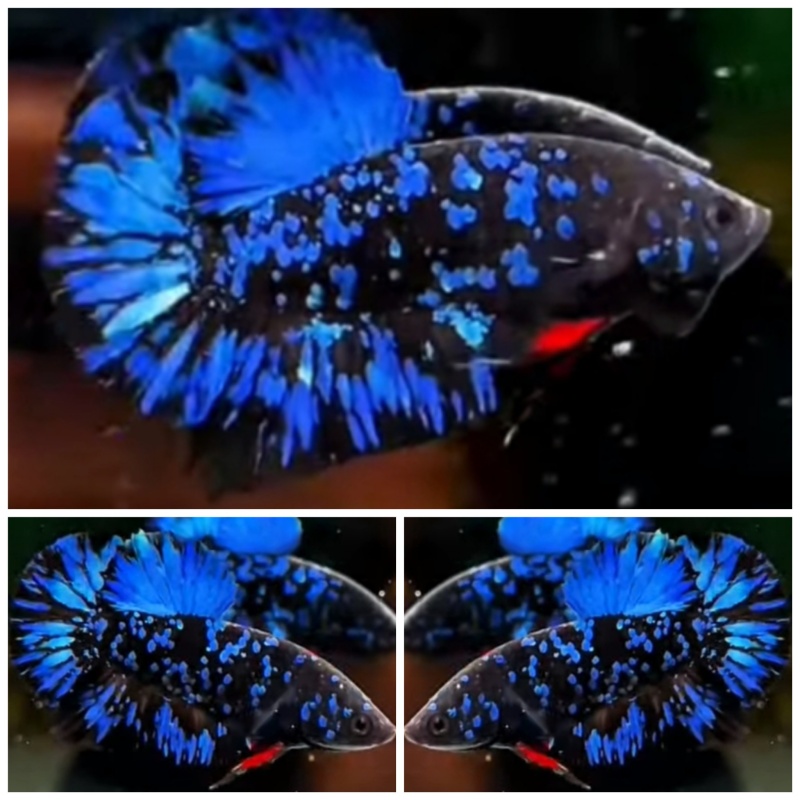 Nice Avatar Blue