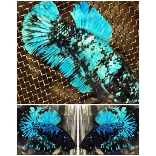 Pair Avatar Green