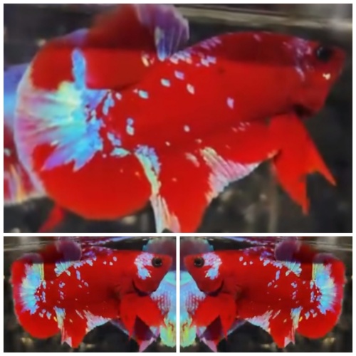 Red Blue Galaxy