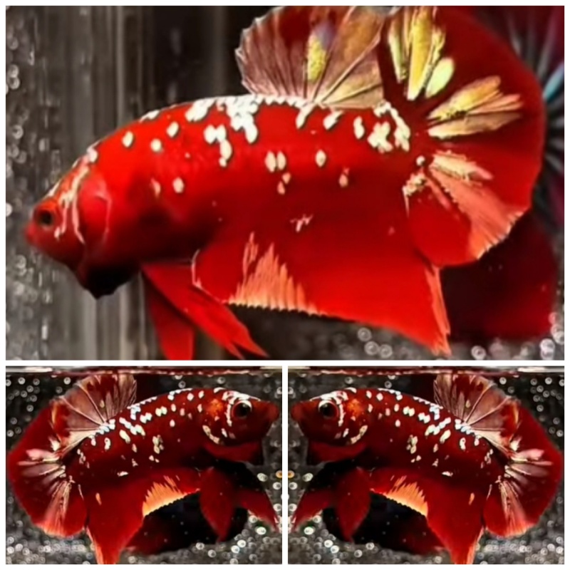 Red Gold Galaxy