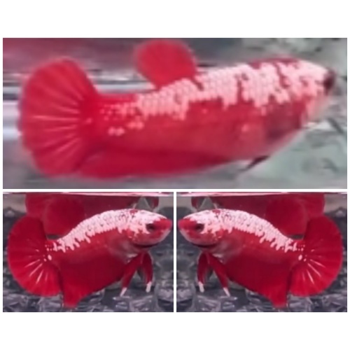 Pair Red Samurai