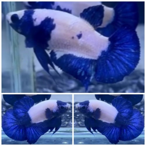 Pair Blue Panda