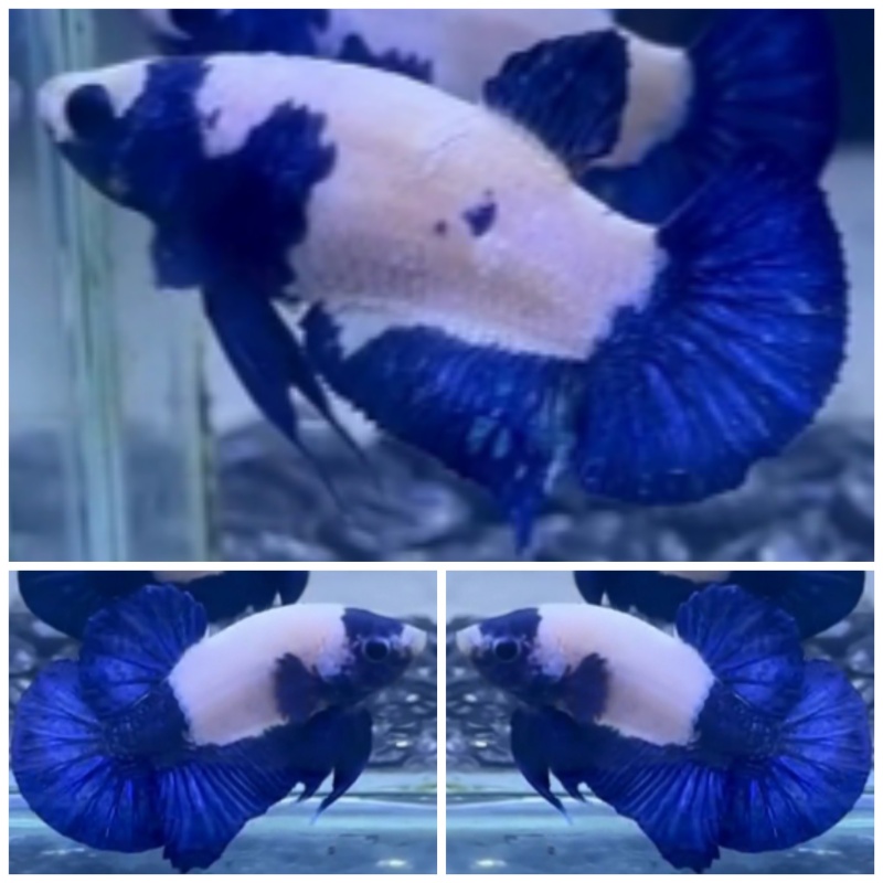 Pair Blue Panda