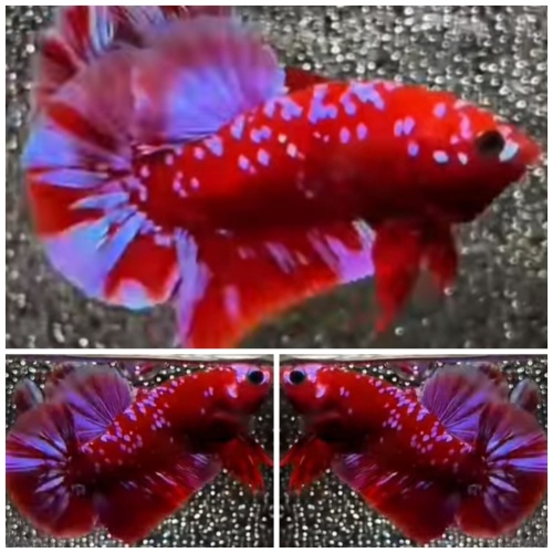 Red Purple Galaxy