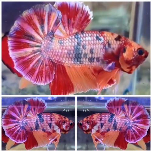 Candy Copper