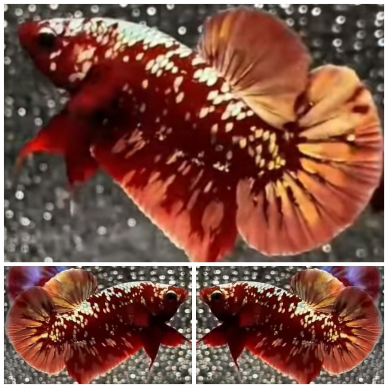Best Red Gold Galaxy