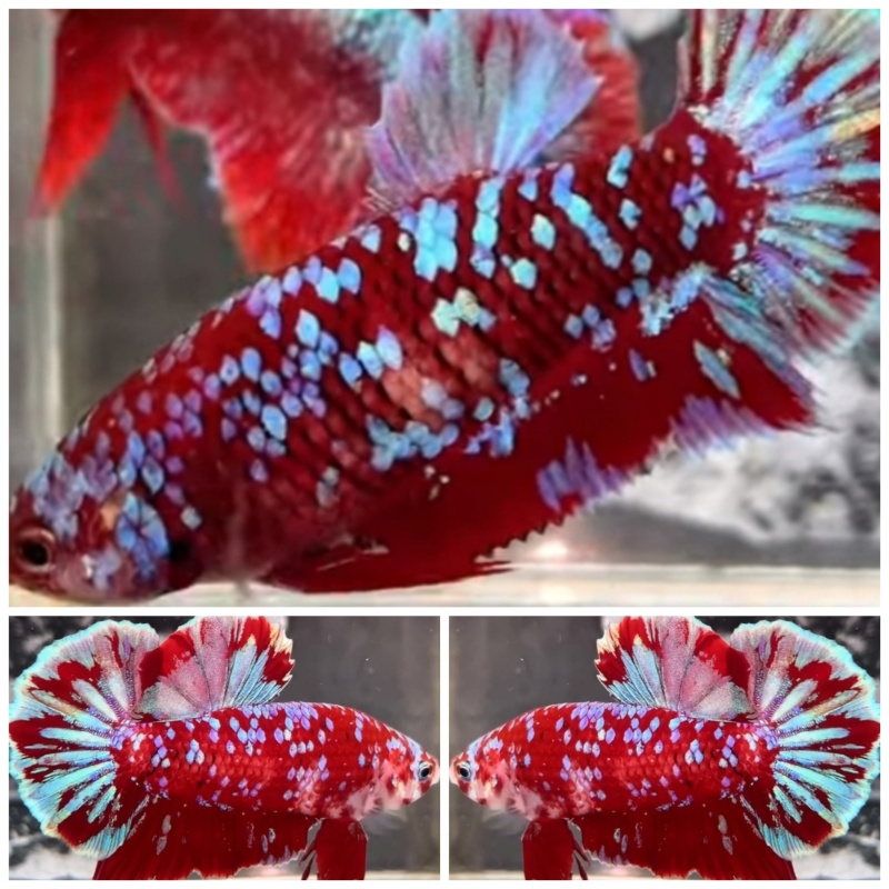 Pair Red Blue Galaxy