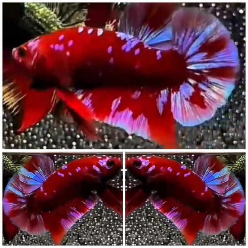 Red Purple Galaxy