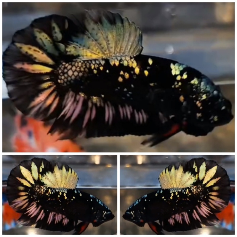 Nice Avatar Copper