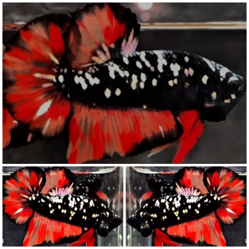 Avatar Copper Fire